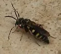 Zanysson texanus