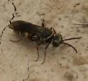 Zanysson texanus - photo 2