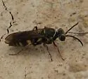Zanysson texanus - photo 3