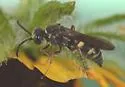 Zanysson texanus - photo 5
