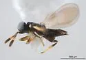 Zaomma lambinus