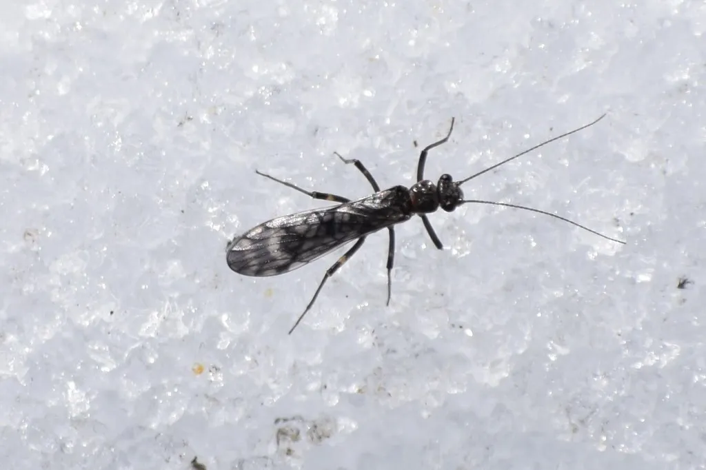 Zapada cinctipes