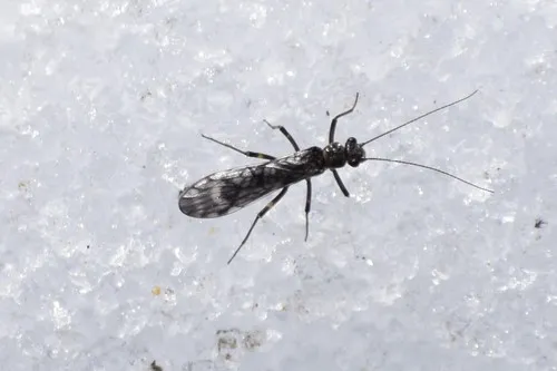 Zapada cinctipes - photo 2