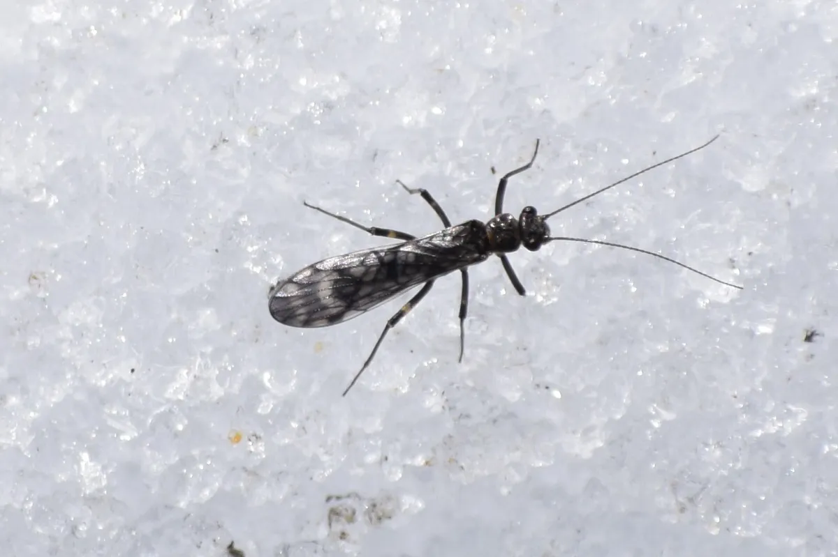 Zapada cinctipes - photo 3
