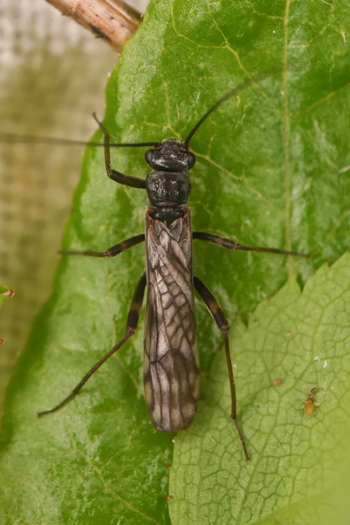 Zapada columbiana