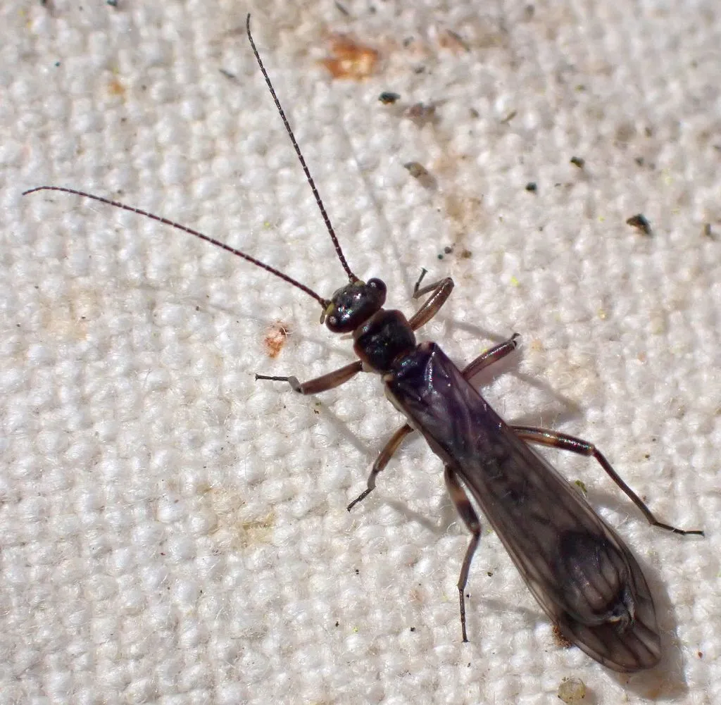 Zapada oregonensis