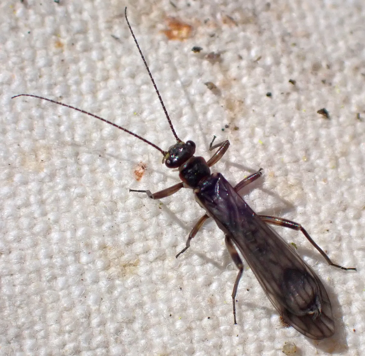 Zapada oregonensis - photo 2