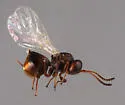 Zapatella davisae