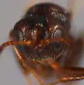 Zapatella davisae - photo 2