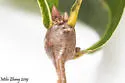 Zapatella quercusmedullae