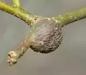 Zapatella quercusmedullae - photo 2