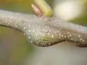 Zapatella quercusmedullae - photo 3
