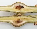Zapatella quercusmedullae - photo 4