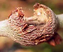 Zapatella quercusphellos
