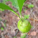 Zapatella quercusphellos - photo 2