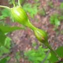 Zapatella quercusphellos - photo 3