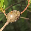 Zapatella quercusphellos - photo 4