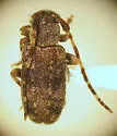 Zaplous annulatus - Zaplous annulatus