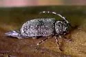 Zaplous annulatus - photo 2