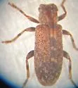 Zaplous annulatus - photo 3