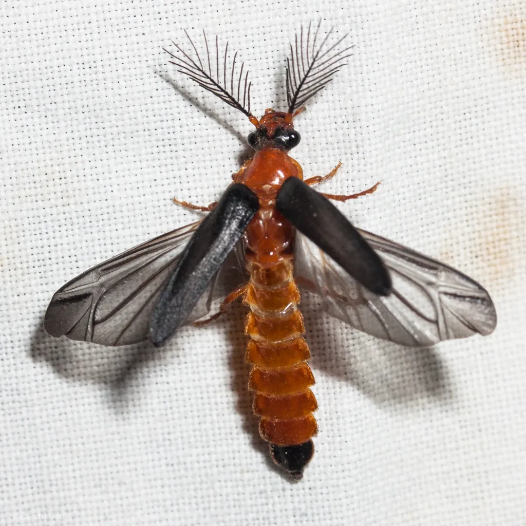 Western Banded Glowworm - Zarhipis integripennis