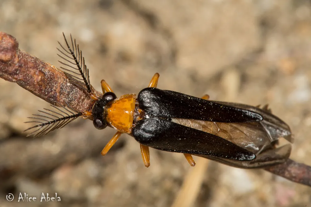 Zarhipis truncaticeps - photo 2
