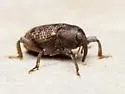 Zascelis irrorata - photo 2