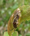Zaschizonyx montana - photo 2