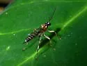 Zatypota alborhombarta
