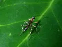 Zatypota alborhombarta - photo 2