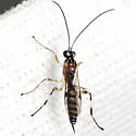 Zatypota alborhombarta - photo 3
