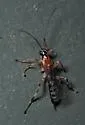 Zatypota alborhombarta - photo 4