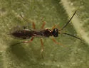 Zatypota anomala
