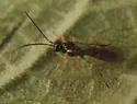 Zatypota anomala - photo 2