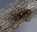Zatypota anomala - photo 5
