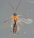 Zatypota crassipes - photo 3