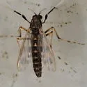 Zavreliella marmorata