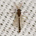 Zavreliella marmorata - photo 3