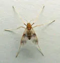 Zavrelimyia bifasciata