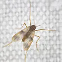 Zavrelimyia bifasciata - photo 3