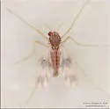 Zavrelimyia bifasciata - photo 4