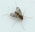 Zavrelimyia fragilis