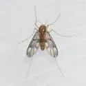 Zavrelimyia fragilis - photo 2