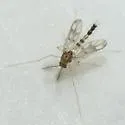Zavrelimyia fragilis - photo 3