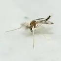 Zavrelimyia fragilis - photo 4