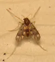 Zavrelimyia fragilis - photo 5