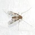 Zavrelimyia sinuosa