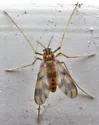 Zavrelimyia sinuosa - photo 3