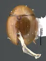 Zeadolopus oklahomensis