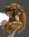 Zeadolopus oklahomensis - photo 2